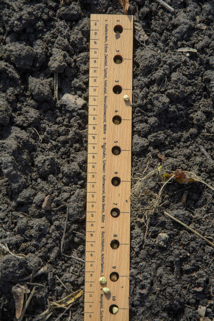 dobar Pflanzen-Starter-Set aus Buchenholz